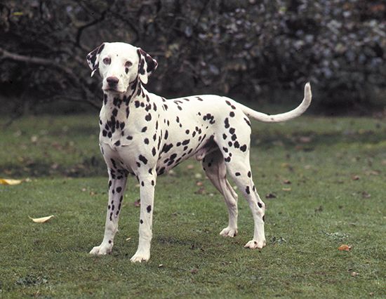 Dalmatian