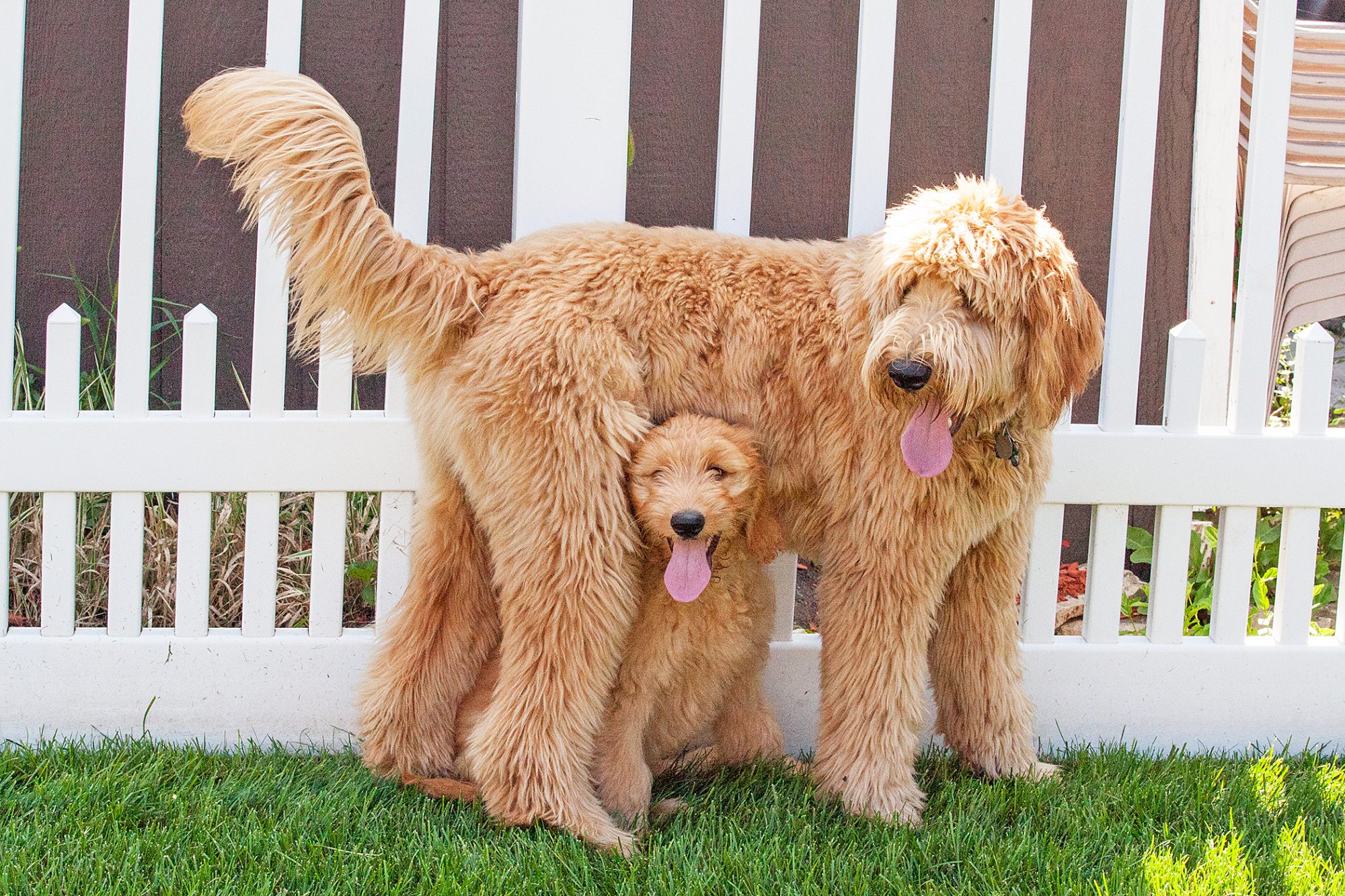 Goldendoodle