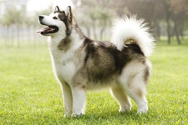 Alaskan Malamute