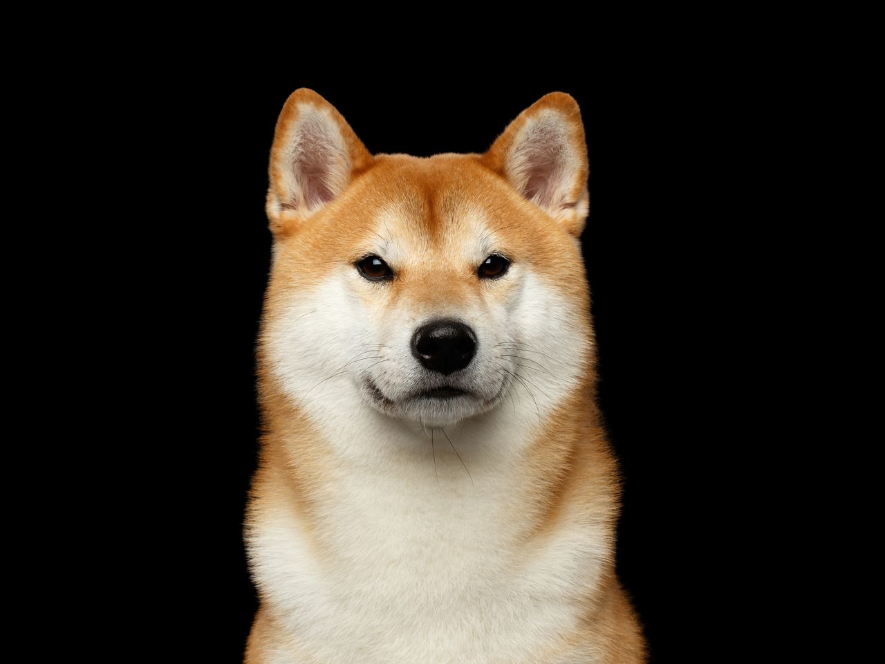 Shiba